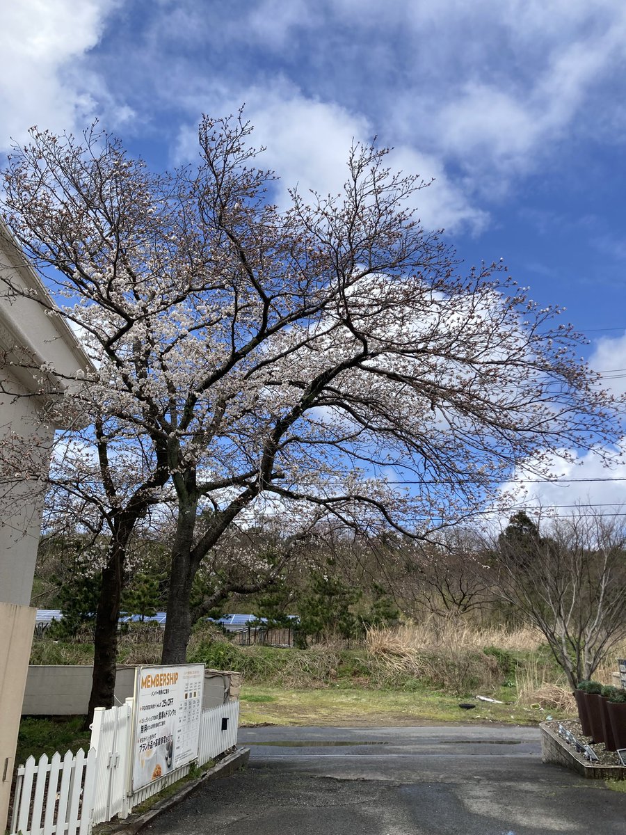 f_tottori's tweet photo. こんにちは😃ファイン鳥取＆オリーブ鳥取中の人です( ◠‿◠ )お店の桜🌸が満開に近い状態になりました。今週中には満開になりそうです。今日は大好きな土曜日😍お客様のご来店スタッフ一同心よりお待ちしております🌸

https://t.co/PDTyRX4mii

https://t.co/D9LDioBJhB https://t.co/c8um2gZr45