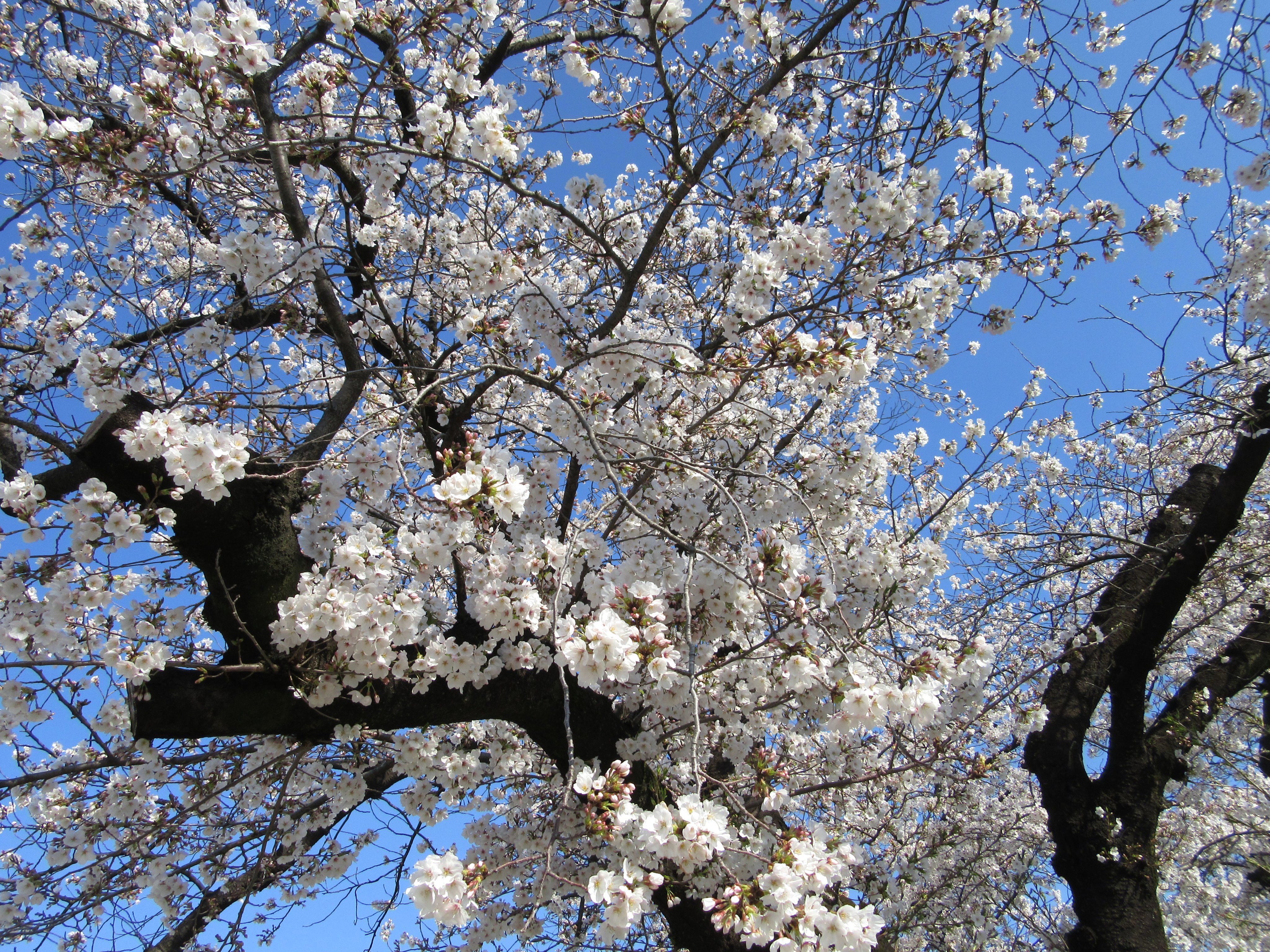 楽天市場】早咲きさくら 【啓翁桜 （けいおうざくら）】 1年生