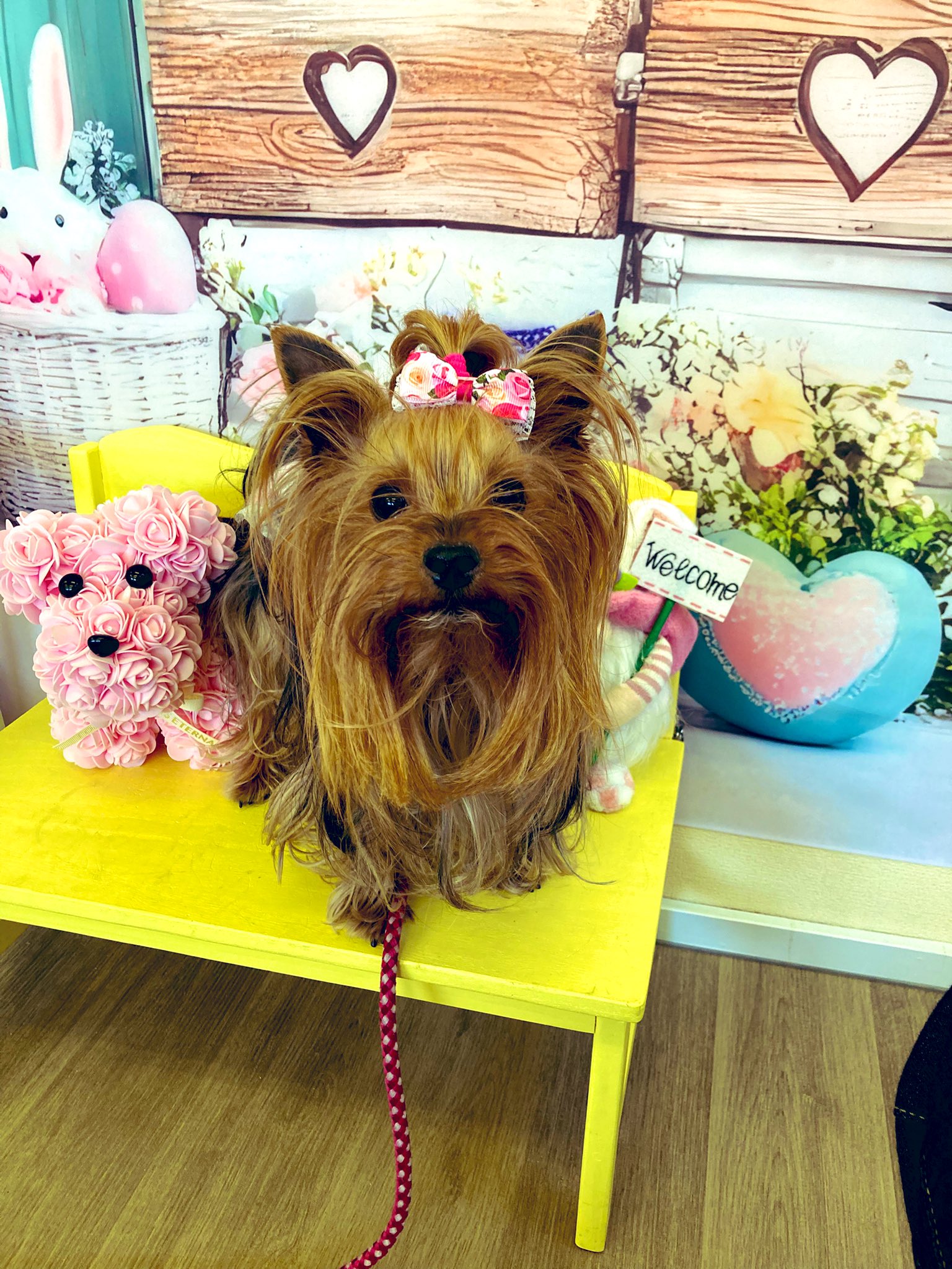 ♡Y様♡即購入okd　ヨークシャーテリア　伏せポーズ　ハンドメイド　犬 f2e5460bf7e9d3fc7969713cffde46