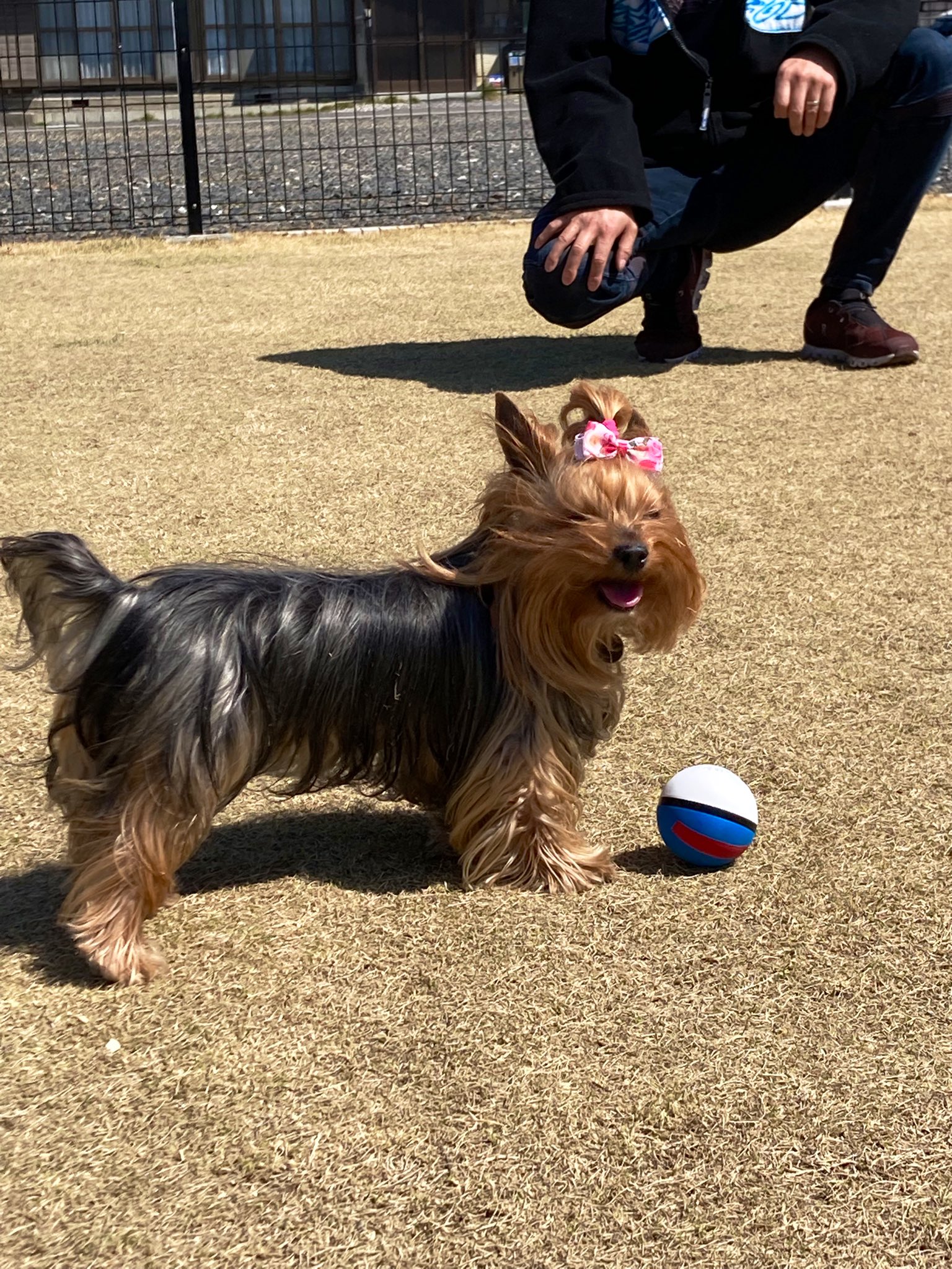 ♡Y様♡即購入okd　ヨークシャーテリア　伏せポーズ　ハンドメイド　犬 HANSA（ぬいぐるみ） BH5909 ヨークシャーテリア HANSA よーく