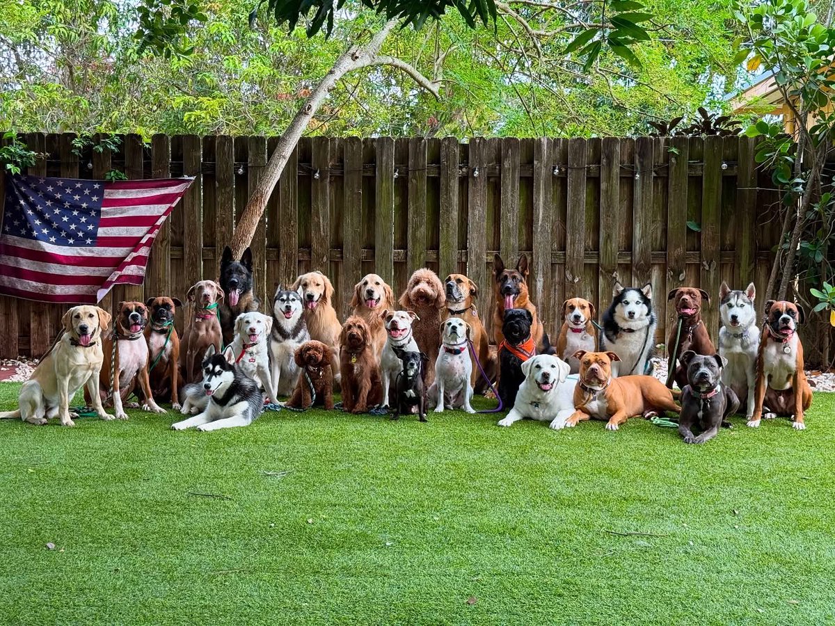 onemarymarks's tweet image. Guess which one is my niece, if you want to try.😉 This is the most amazing doggy day care I’ve ever seen! My heart!! 
#PatrioticPups🐶♥️🇺🇸