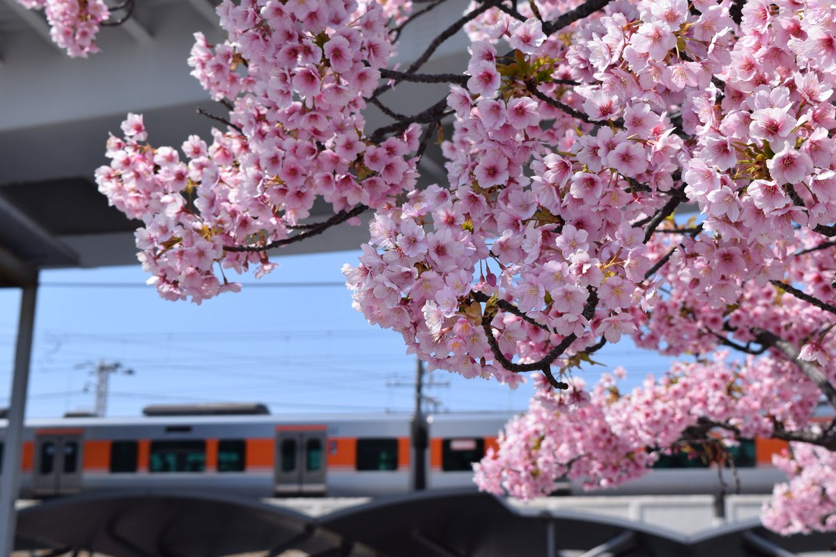 大曽根駅前の河津桜🌸
 #大曽根 
 #桜
 #写真好きな人とつながりたい