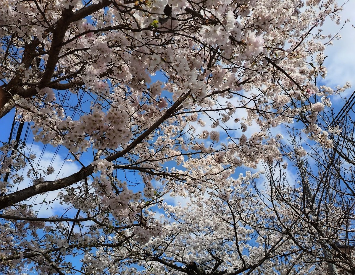 e4%b8%89%e6%b5%a6%e6%98%a5%e9%a6%ac%e7%94%9f%e8%aa%95%e7%a5%ad