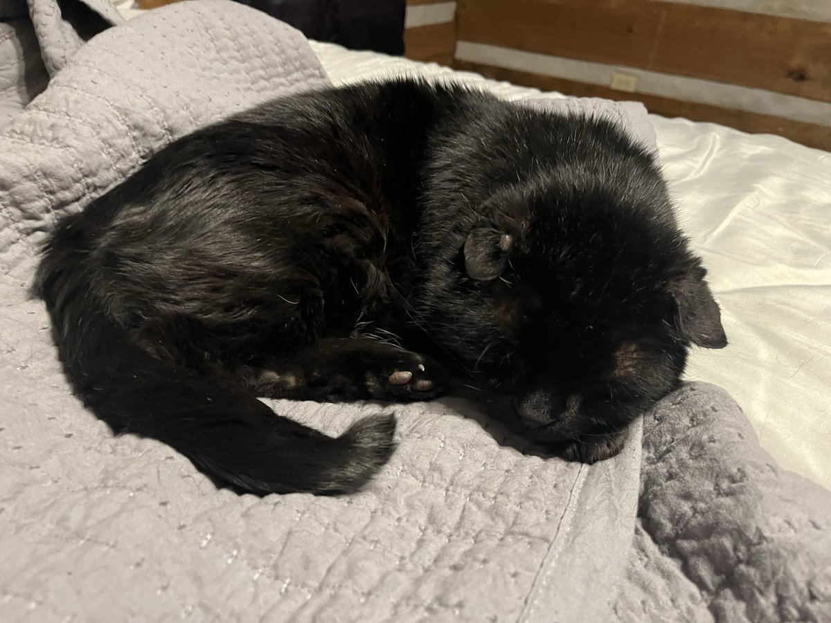 I’m trying to find the perfect urn for my Binxy boy…he was a unique looking cat because of his ears. Does anyone have any suggestions on how I can find something that will match him? The urns I have pictured below are what I’m wanting but they just don’t look like him