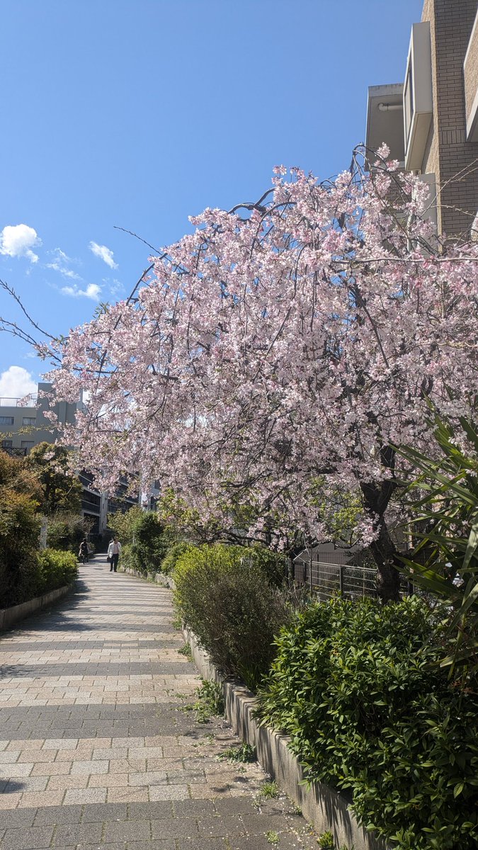 LocPic0's tweet photo. おはようございます☀
今日は絶好のお花見日和🌸
寧ろ、今日行かないでいつ行く!?💨

中目黒さくらマップをチェックしながら、お花見に出かけよう🌸✨😊

👉️中目黒さくらマップ
https://t.co/rDbGhPetLl

#中目黒
#中目黒さくらマップ
#桜情報
#japan https://t.co/VZya3rsoWA