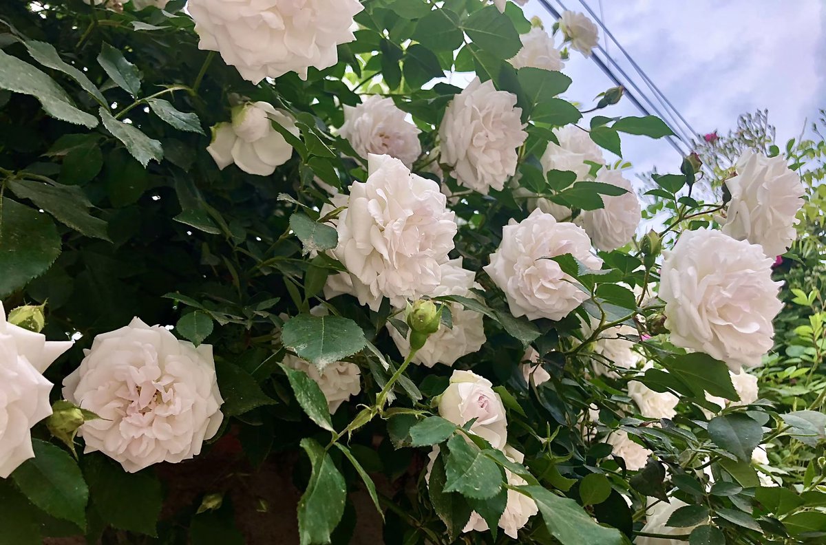 一只幸运猫🐱 (@hanmiemiel15604) on Twitter photo 