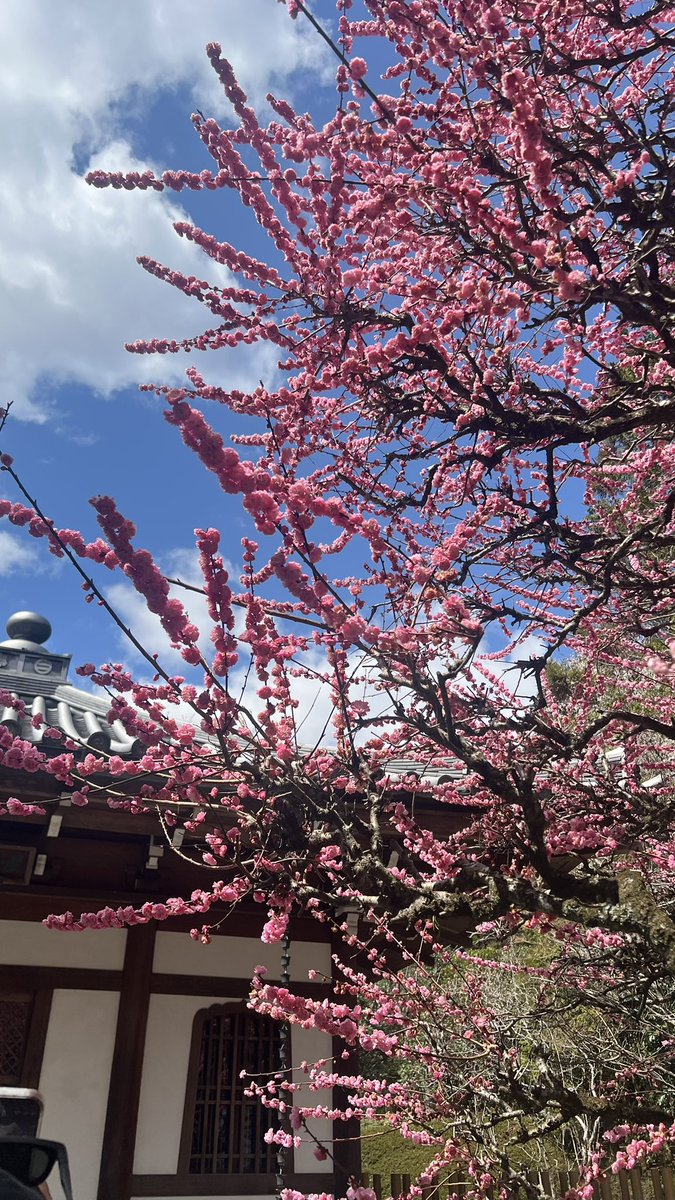de_co_jp's tweet photo. 桜はもちろん、周りにはたくさんの美しい花が咲いていて、春の訪れを全身で感じられます🌸🌷✨

#春が来た
#桜ドローンプロジェクト #京都の桜 #お花見 #sakura🌸 #cherryblossom #hanami https://t.co/Lk9QdgLIXx