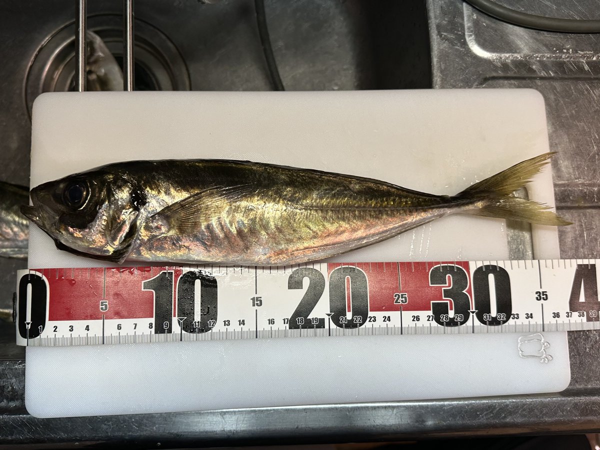 K2O07698605's tweet photo. 20250404

春恒例の直江津遠征釣行🎣
強風で午後からの解放。
激渋＆仕掛け選択ミスった🥲

アジ(最大38センチ)  ５匹

#釣り
#アジ
#直江津 https://t.co/XaBRYuBvDe