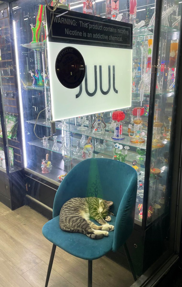 Bodega Cats (@bodegacats_) on Twitter photo 