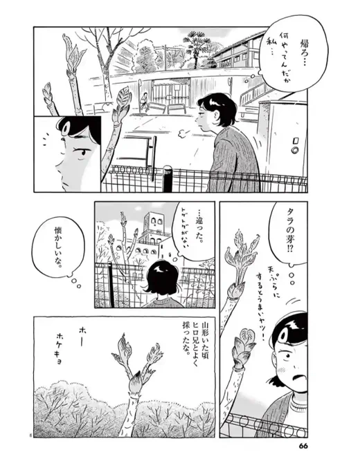 地元の山でタラの芽を採りました。 