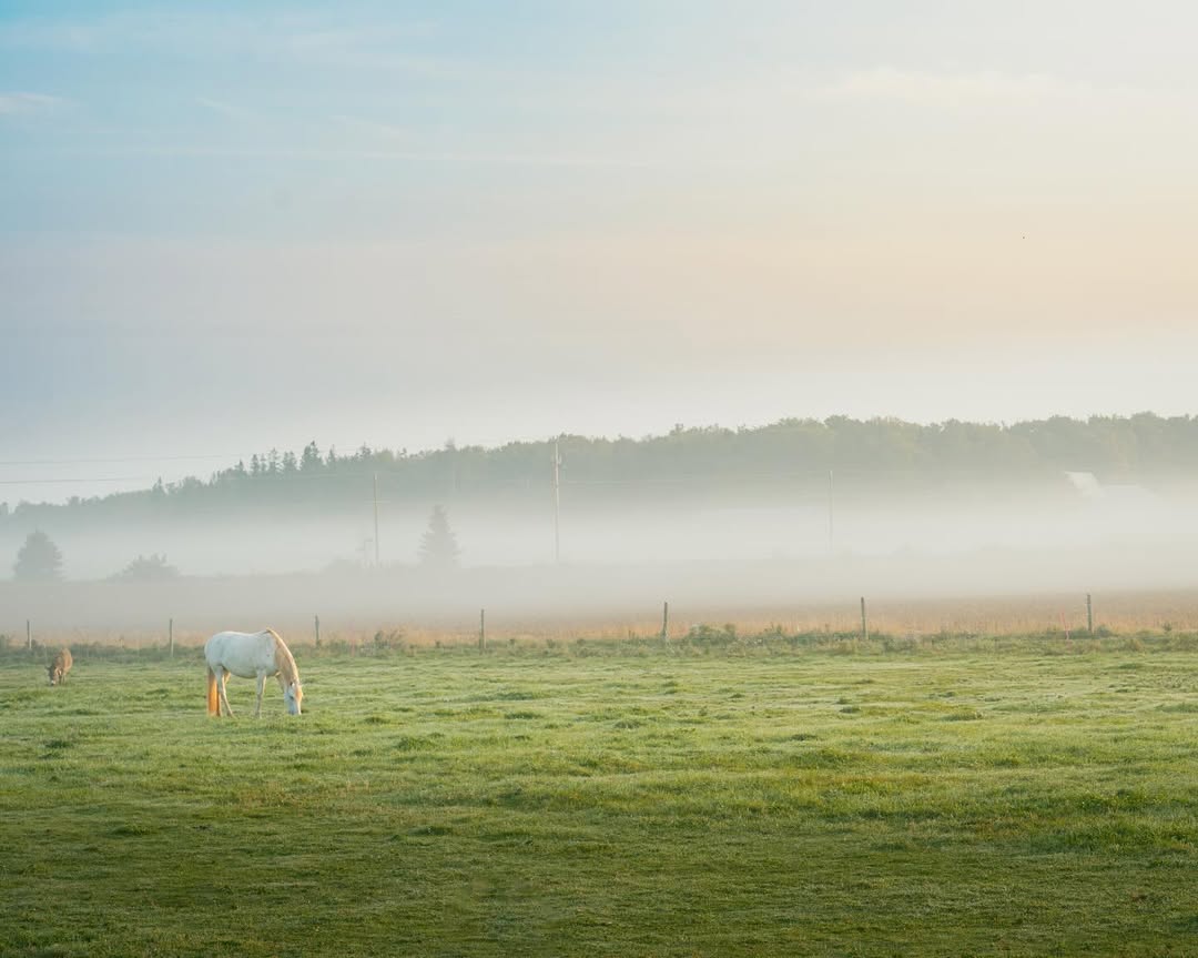 Welcome PEI tweet media