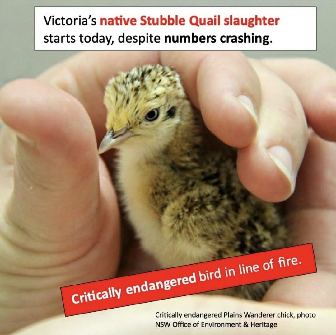 AJP_Victoria's tweet photo. "Just when you think it couldn't get any worse, the Victorian government has just given the green light for a FULL native Stubble Quail shoot starting today despite the little bird's numbers crashing!
WHO ARE YOU LISTENING TO @JacintaAllanMP @Steve_Dimo?"
https://t.co/AE6y2sLfp6 https://t.co/iB0G7SjTmz