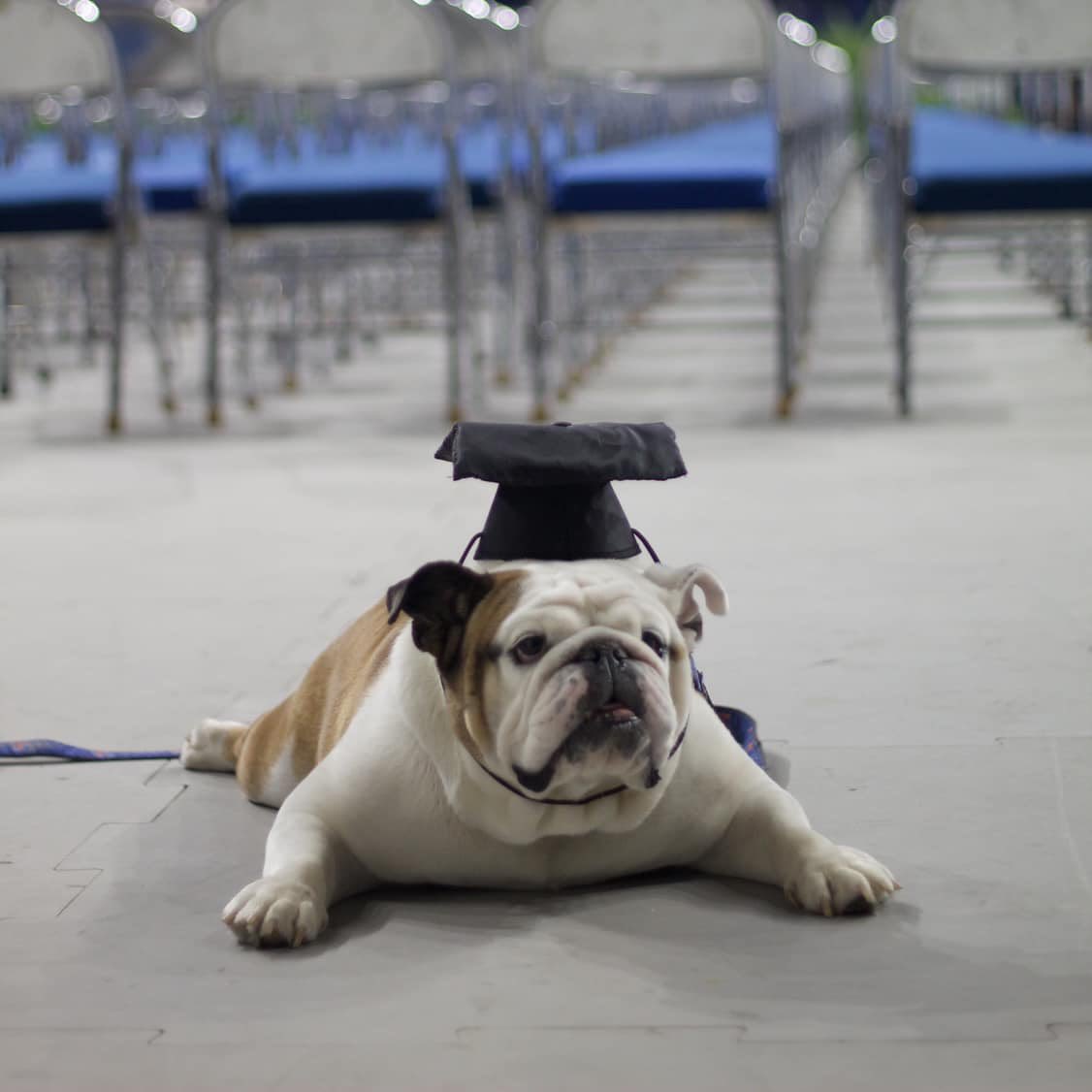 TechXXII's tweet image. Come take your senior pictures with me! 📸
I’ll be at the Ropp Center for grad pics & spring photos!
🗓️ April 10
🕚 4 – 6 p.m.
📍 Ropp Center
BYOC (bring your own camera)
I’ll also be there on April 24 and May 8, so mark your calendars!