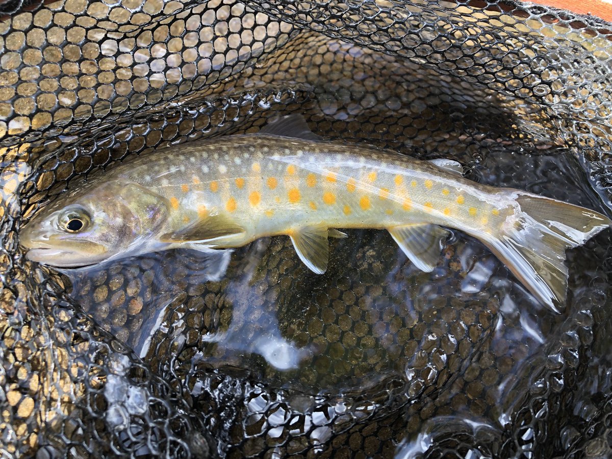 なんか珍しい模様のニッコウイワナ釣れた😁