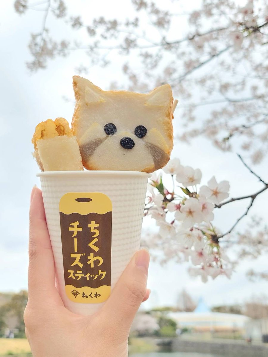 のんほいパークも本日お花見日和です🌸 #レッサーパンダ の リーファ