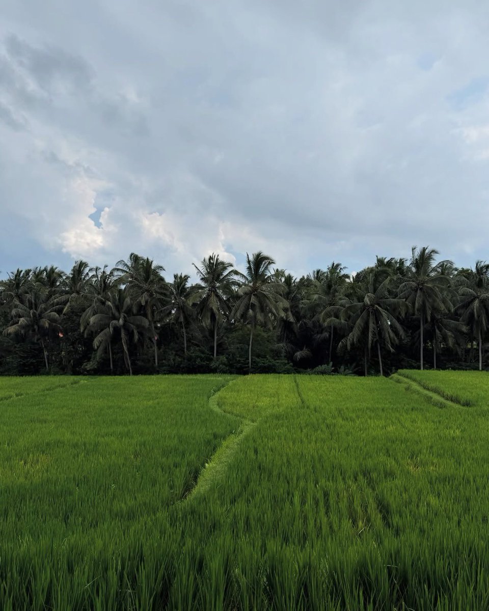MissAdriSmith's tweet photo. Ricefield 🌴🌾🌿 #bali #baliindonesia #indonesia #ubud #ubudbali #ricefield https://t.co/V2YdR8q9AJ
