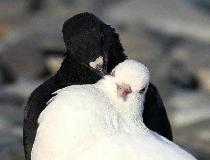 Birb475's tweet photo. me and who https://t.co/JsG52GymfL