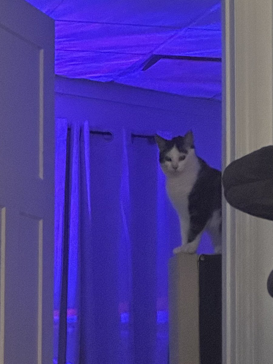 plotting and scheming