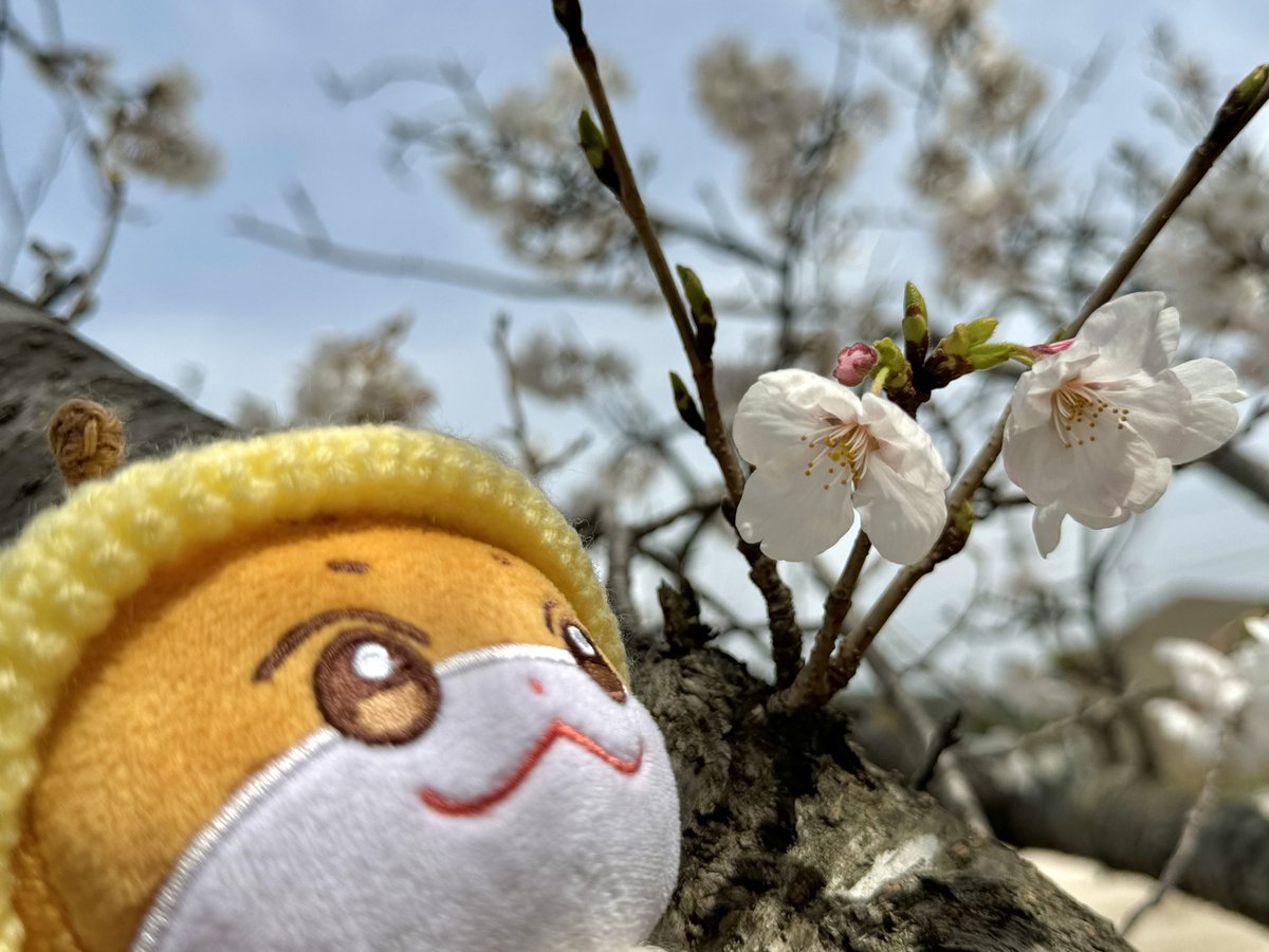 yoritiny's tweet photo. 🌸
#ATEEZ #ANITEEZ #홍중 #쭝라미 https://t.co/c6LJsauIPN