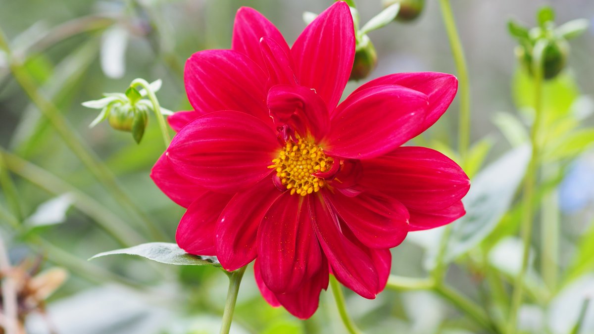NeoOdist's tweet image. From a local park earlier. There were a few random #dahlias in the mixed bed. Not quite the variety that's found in our botanic gardens but it's still fun to walk around and spot them. An extra hour of sleep later as the clocks go back tonight. 🕑

#daylightsavings 
#localparks