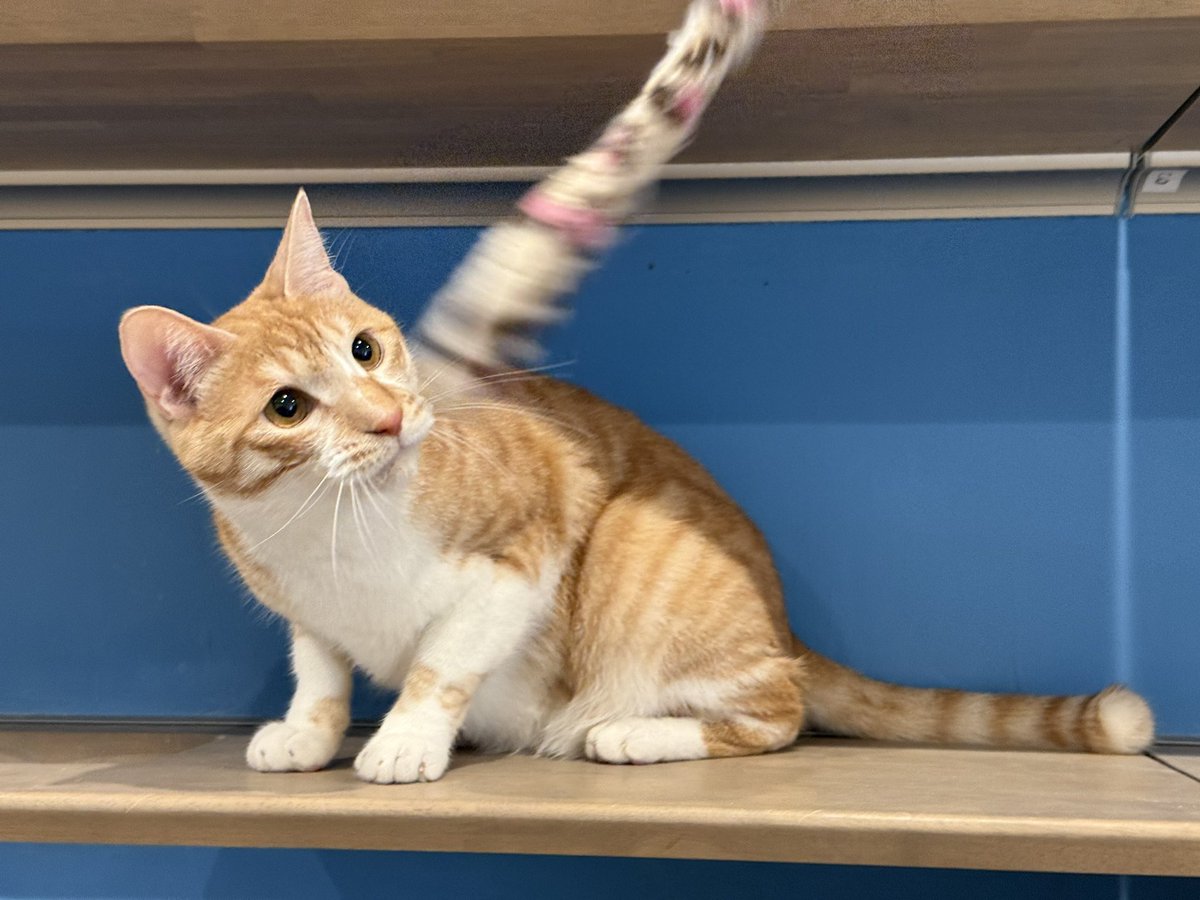 いしまるあきこ→6匹の猫たちと暮らす一級建築士•愛玩動物看護師 いしまるあきこ→6匹の猫たちと暮らす一級建築士•愛玩動物看護師