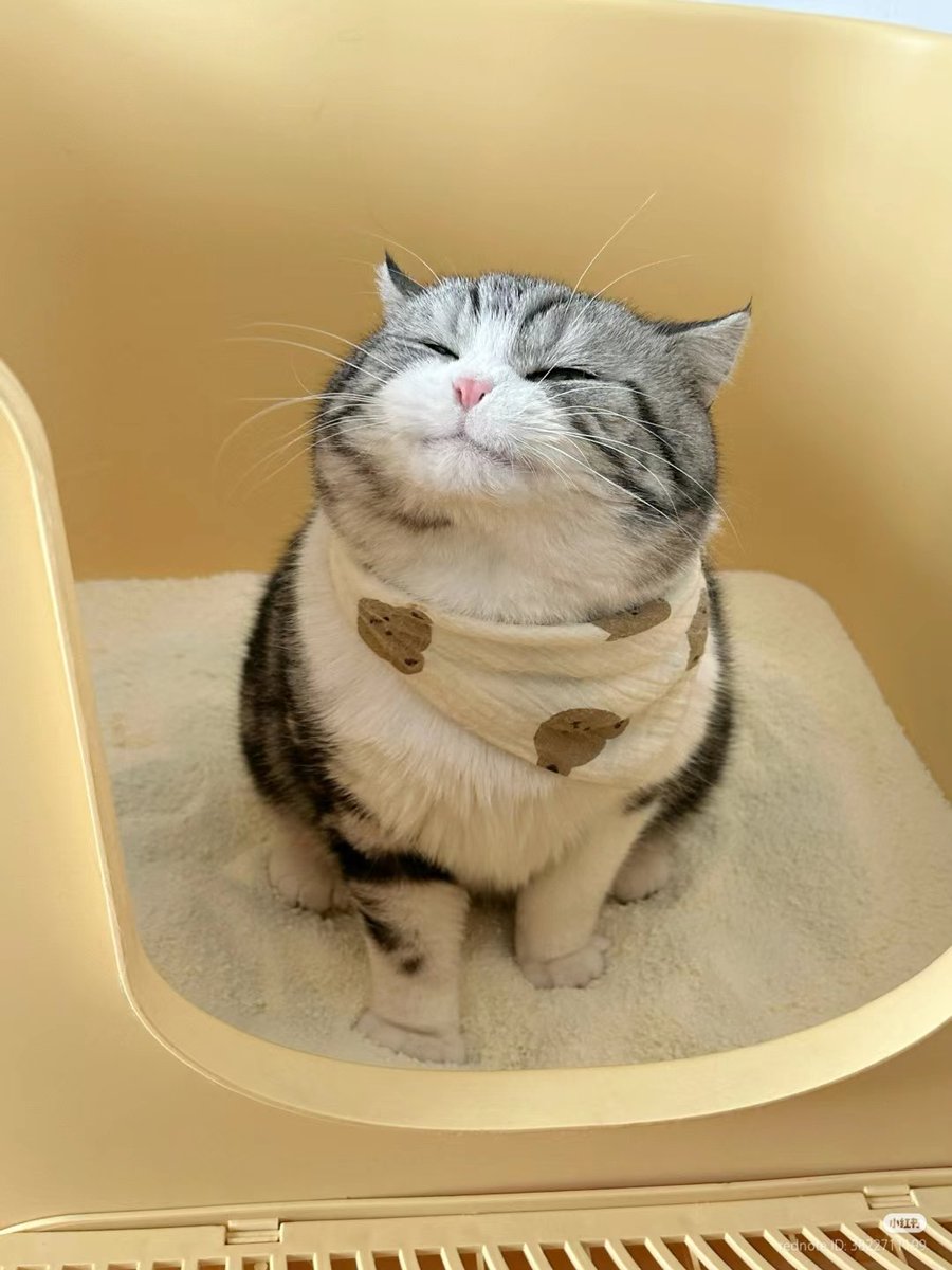 nocontextscats's tweet photo. ☺ https://t.co/HU3SZ82EqA