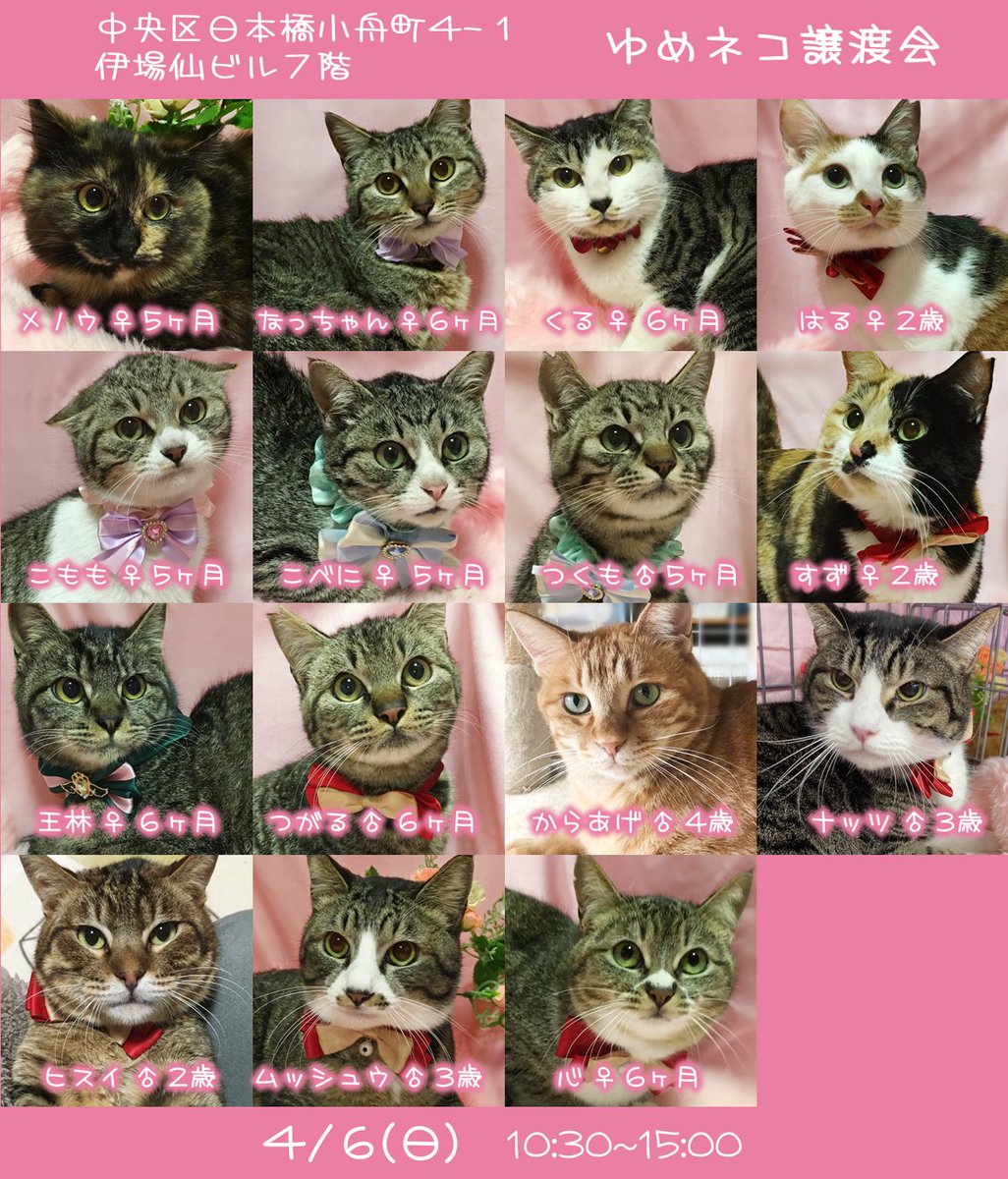 4／6（日曜） ゆめネコ譲渡会に参加します！ 沢山の猫がずっとのお家