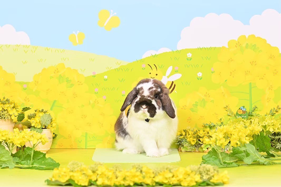 うさぎのしっぽ (@sippo_info) / X うさぎのしっぽ (@sippo_info) / X