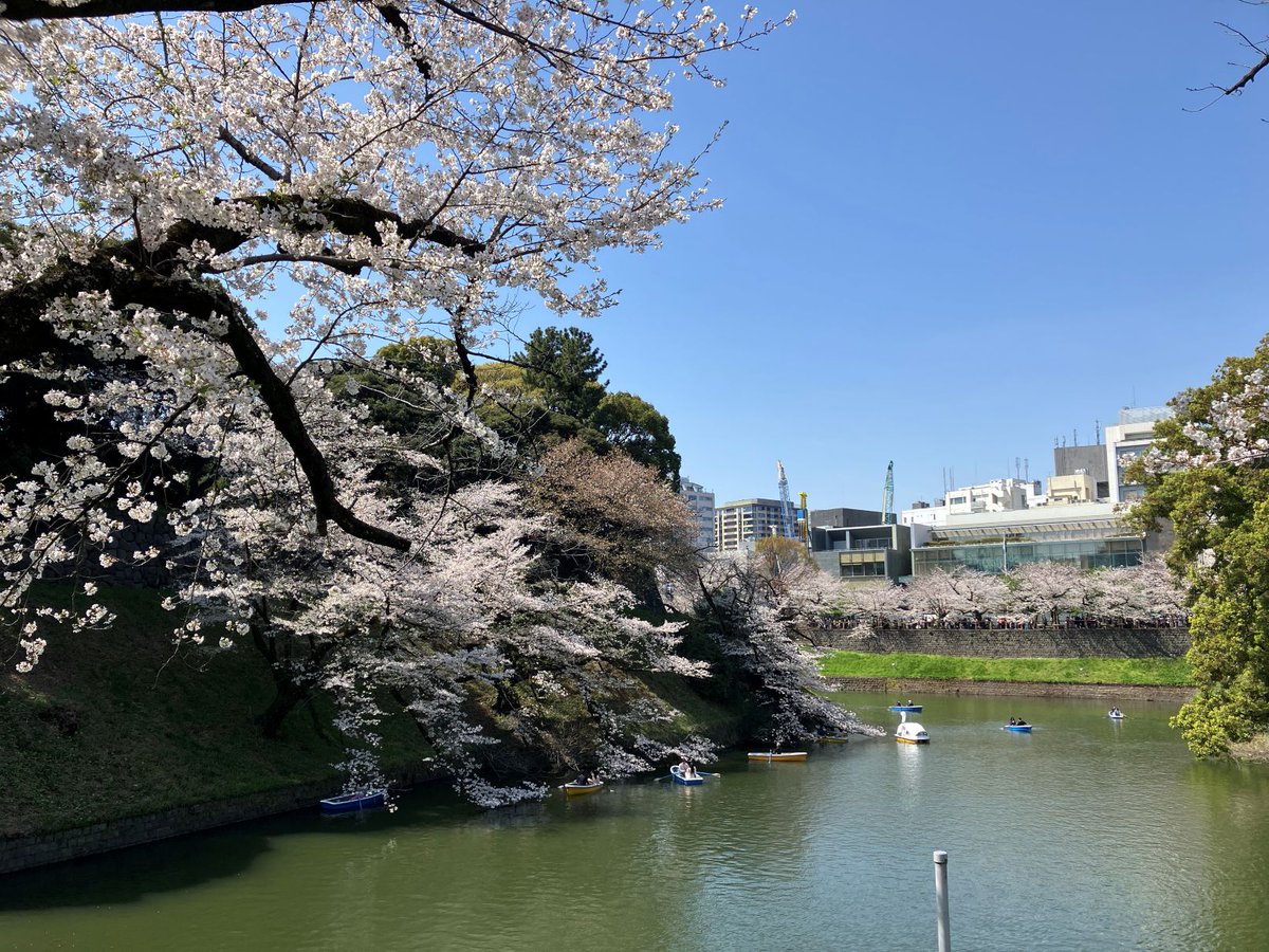 4月5日（土）、満開の桜と晴天の下、令和7年度専修大学入学式が開催されました。新入生のみなさん、ご入学おめでとうございます！ 4月10日（木）からの授業開始に備えて、「専大日語・コラム」をじっくり読み込んでおいてください。
senshu-u.ac.jp/School/nichigo…