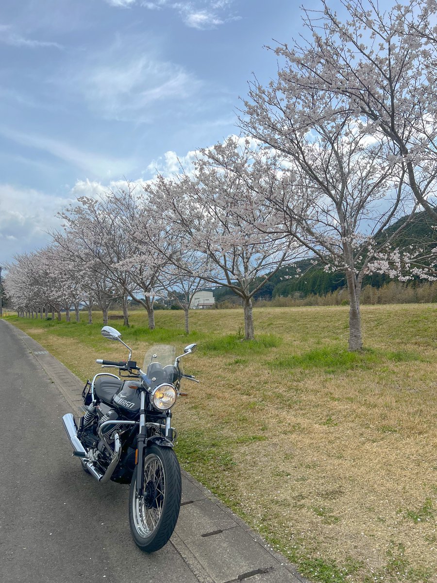 Rei5771's tweet photo. 場所によっては散り気味
青空欲しい
#V7Special
#V7Special https://t.co/pDYaMjHTNA
