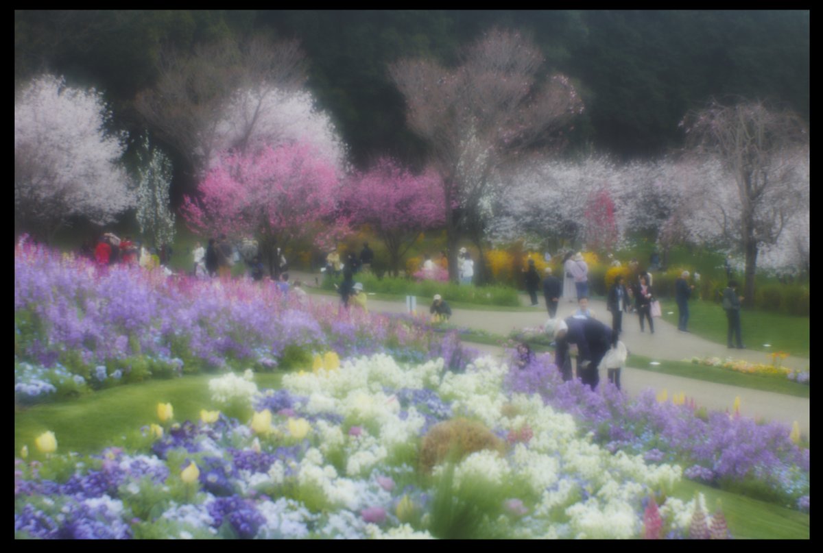 あんなにお花撮ってたのに

一年ぶりに機材開けてお花撮ったら　印象派ヤスメールになってた　

まあこれはこれで良し

里山ガーデン　
Flower Japan Yokohama