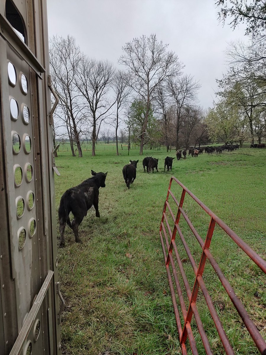 ZephSmith55's tweet photo. First 2025 grazers kicked out while the board is limit down leaves a guy feeling conflicted. Maybe next week's will be a limit up day 😂 https://t.co/7amIk6355Q