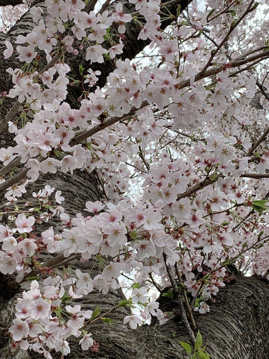 busters_hi's tweet photo. 今年も桜ネイル🌸しました💅

ウチの近所の桜もキレイでした😊
毎年  企画ありがとうございます✨
#桜バスターズ2025 https://t.co/hozkrxZg91
