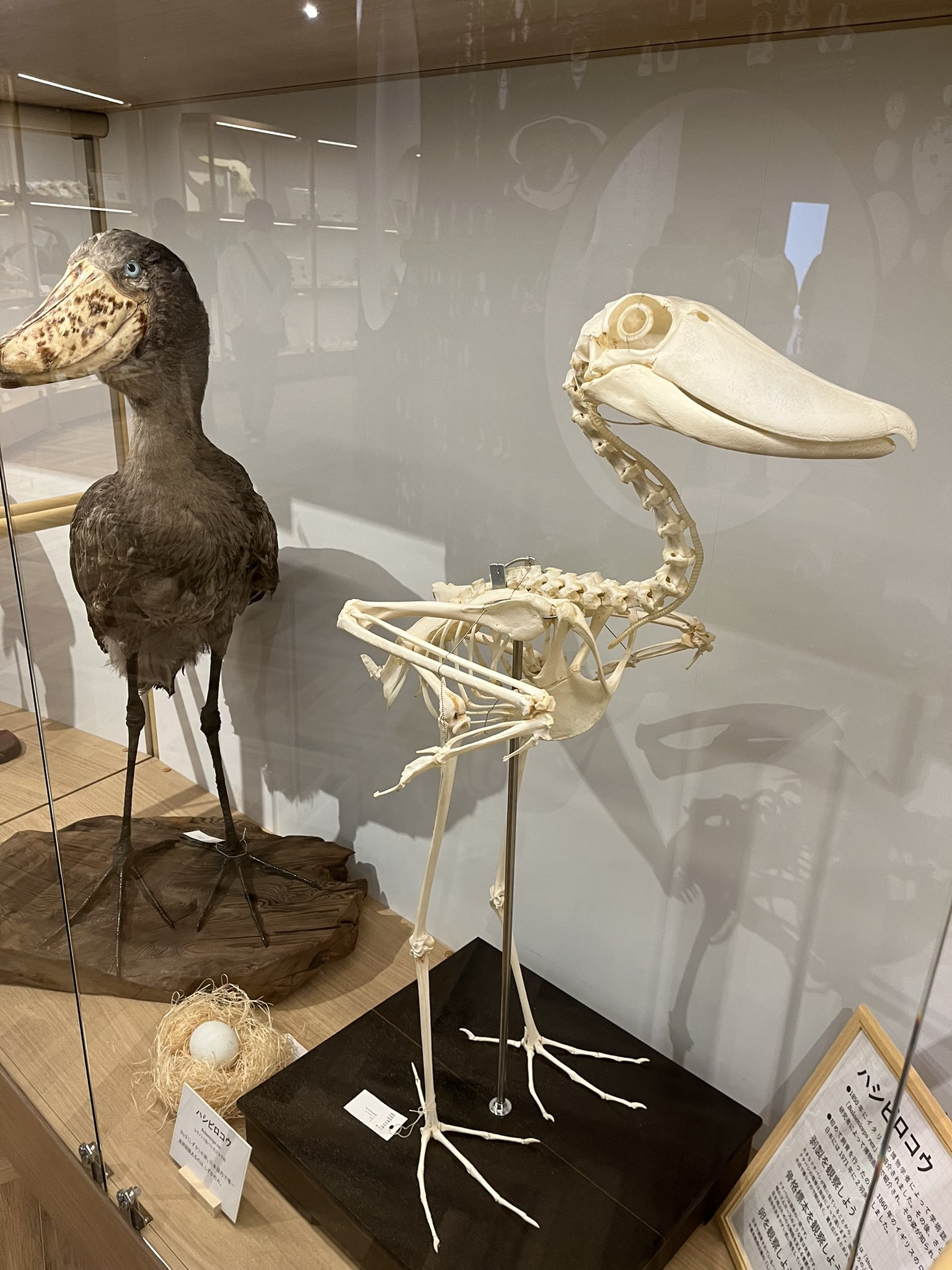 頭骨標本　珍獣パームシベット 頭骨標本 珍獣パームシベット