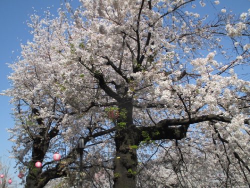 中板橋付近の桜の様子を毎日お届けします！
 
【2025年 #なかいたさくら便り】4月5日の桜
 
今日はお花見日和。まだまだ咲いているよ！
　ゎｰｨ♪ヽ(*´∀｀)ﾉ
 
なかいた さくらブログ
nakaita.com/sakura/
 
#さくら #sakura #中板橋 #石神井川 #桜 #桜祭り #花見