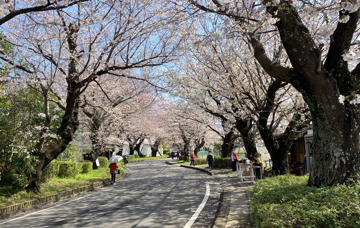 Today, our research institute is open to the public. The cherry blossoms are in peak bloom.

総研大・遺伝研の一般公開です。桜が見頃です。
＃総研大 ＃遺伝研 #NIG