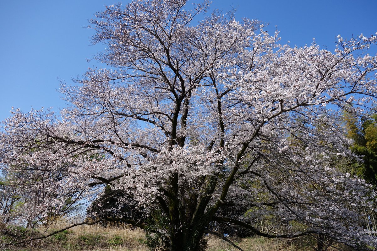冷たい雨が明けた4月4日。青い空と満開の桜。先端技術センターでは、お昼休みにお茶とお弁当を持って、台内の某所までピクニック。見事な桜の下で、お花見を行いました。所員は普段3つの建物に分散しているため、皆が一同に集まるのは久しぶりで、和やかな時間を過ごしました。