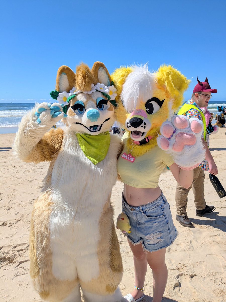 Millie_K9's tweet photo. FurDU Beach walk! ☀️🌊🦀🩴 https://t.co/MyQaqSBYJo