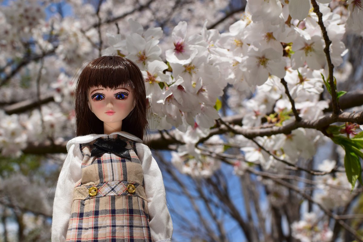doll_modeler3's tweet photo. 遅ればせながら、私も桜を撮影できました。 https://t.co/zbeIvYpMJK