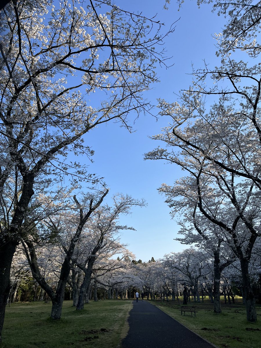 JALJTARAC1250's tweet photo. やっと朝からスッキリ晴れて、桜🌸を観るに来れました。他の方々も修行僧ばりに早い出足…😅

#桜 https://t.co/jKzq5feOXw