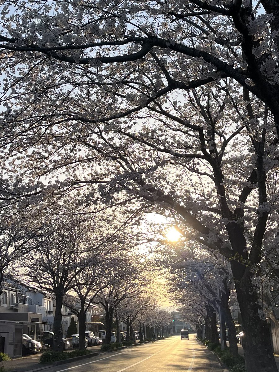 JALJTARAC1250's tweet photo. やっと朝からスッキリ晴れて、桜🌸を観るに来れました。他の方々も修行僧ばりに早い出足…😅

#桜 https://t.co/jKzq5feOXw