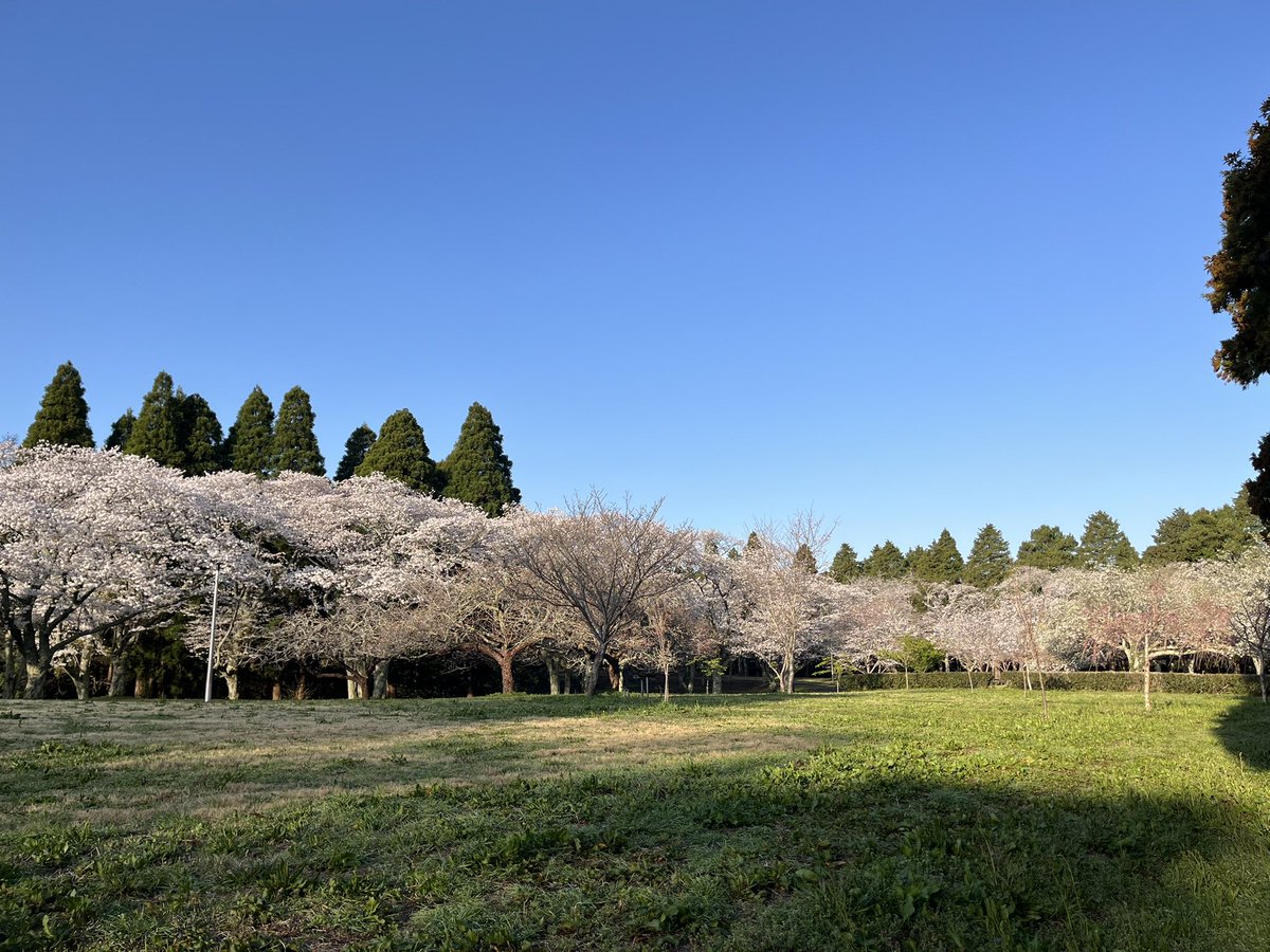 JALJTARAC1250's tweet photo. やっと朝からスッキリ晴れて、桜🌸を観るに来れました。他の方々も修行僧ばりに早い出足…😅

#桜 https://t.co/jKzq5feOXw