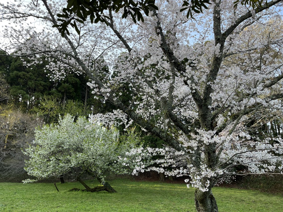 JALJTARAC1250's tweet photo. やっと朝からスッキリ晴れて、桜🌸を観るに来れました。他の方々も修行僧ばりに早い出足…😅

#桜 https://t.co/jKzq5feOXw