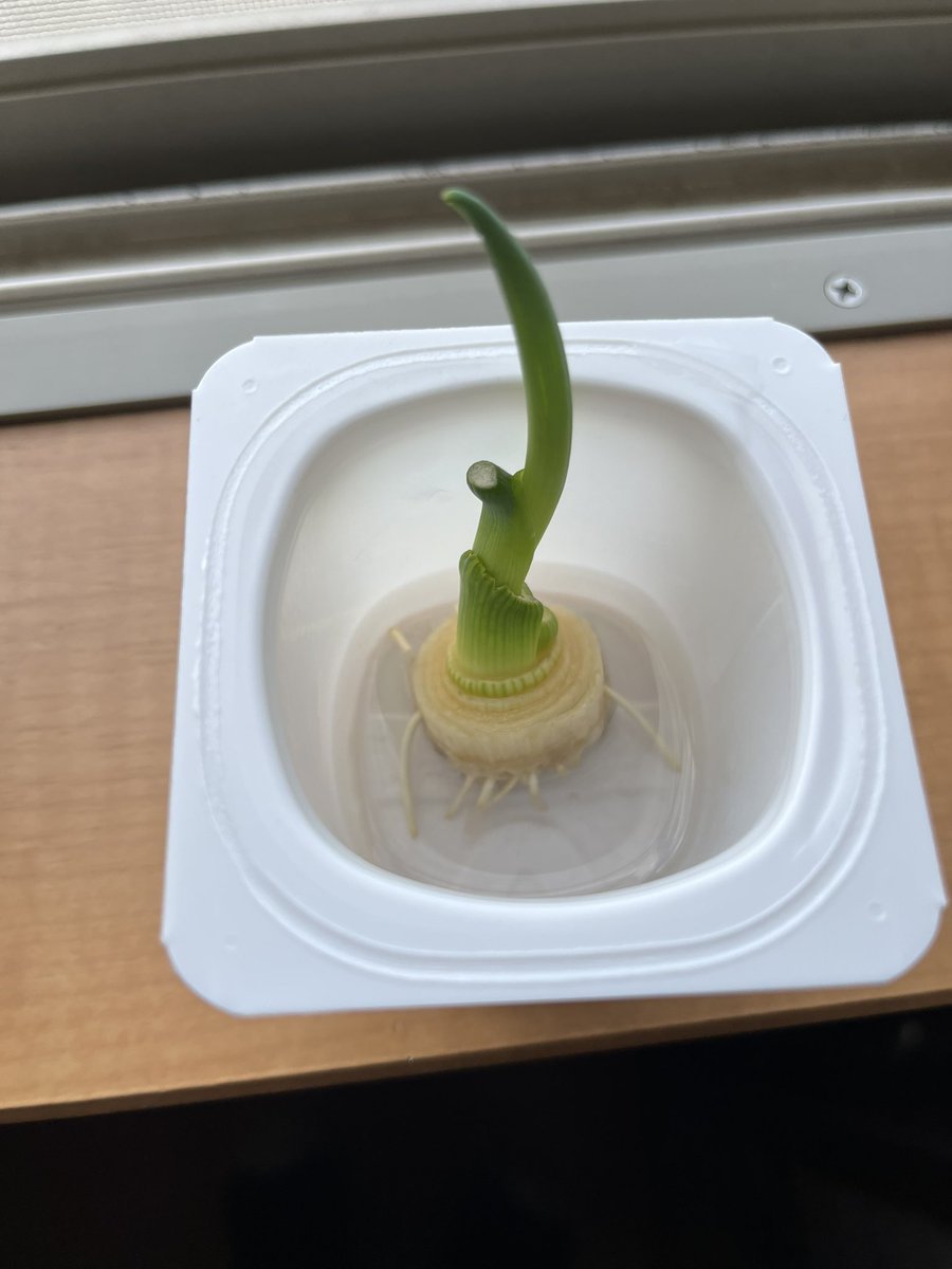 zunra3's tweet photo. ネギの根っこをヨーグルトの容器で育てたらこんなに大きくなりました。 https://t.co/8ANaE6R4v7