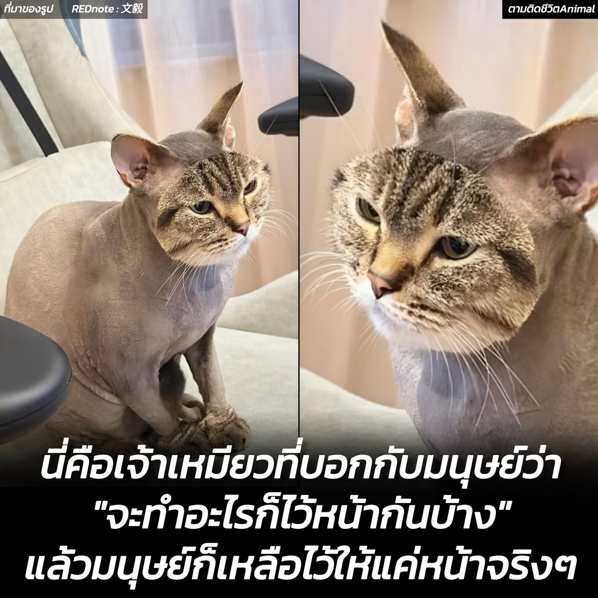 AnimalFW_TH's tweet photo. เมื่อบอกมนุษย์ว่าจะทำอะไรไว้หน้ากันบ้าง…แต่ไม่คิดว่าจะ “ไว้หน้า” แบบนี้กันจริงๆ เอาน่ะ อย่างน้อยๆ เค้าก็ยังไว้หน้า 🤣
อาณาจักรสัตว์โลก มีม&สาระ By ตามติดชีวิตAnimal 
น้องแมวในภาพนี้อาจดูเหมือนเพิ่งผ่านสมรภูมิร้านตัดขนมาแบบไม่สมัครใจ ซึ่งจริงๆ แล้วการไถขนแมวแบบนี้มักทำเมื่อน้องมีปัญหา เช่น ขนพันกันจนแปรงไม่ได้ เป็นเชื้อราบนผิวหนัง ต้องเปิดพื้นที่เพื่อให้ทายาและรักษาได้สะดวก หรือบางทีก็แค่... หน้าร้อนแล้วแมวร้อนมาก คนก็เลยช่วยน้องเย็นขึ้น 😬

สิ่งที่เอ็นดูที่สุดไม่ใช่แค่ขนที่หายไป แต่มันคือ "ศักดิ์ศรี" ที่หล่นหายไปพร้อมกับขนต่างหาก แต่ดีนะที่มนุษย์เองก็ยังไว้หน้าน้องแมวอยู่ 🤣

ใครเคยพาน้องแมวไปตัดขนแล้วกลับมามองหน้าไม่ติดกันแบบบ้างฮะ 😹

เรียบเรียง 🖋️ แอดเพา
ที่มาของรูป 📸 REDnote : 文毅
#แมว #ทาสแมว #อาณาจักรสัตว์โลก #ตามติดชีวิตAnimal