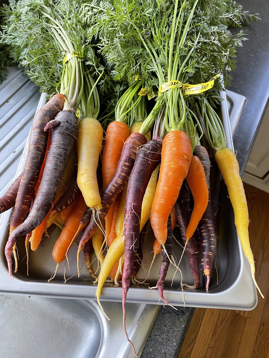 Captgccs's tweet image. Were going to our first “Farmers Market” to sell our produce tomorrow. Exhausted, as we gathered about 200 beets and 100 or so carrots.. forgot to take beet pics but here is a sample of the Carrots we’re selling.
