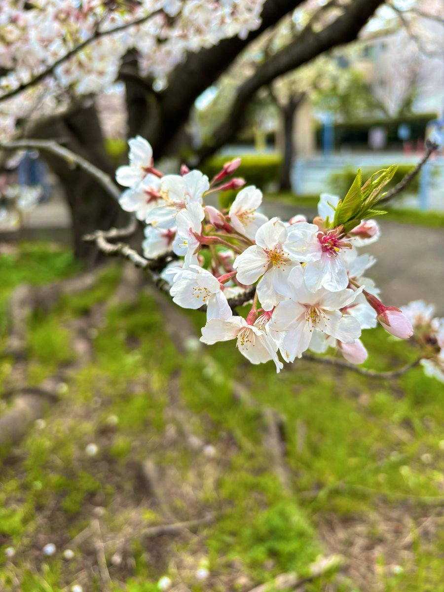 risa_ddcdc's tweet photo. 今日は桜散歩🌸 https://t.co/tQhLhd9PEC