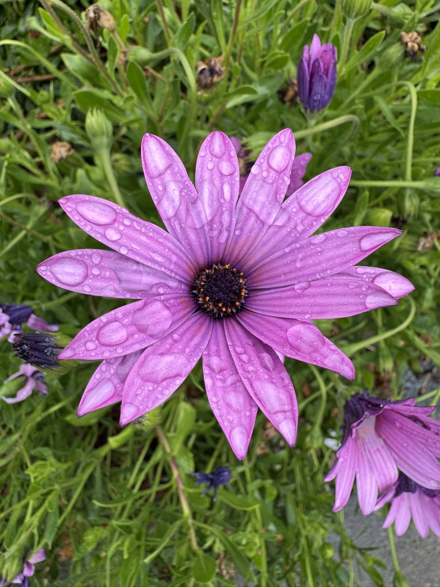 NetZeroCafe's tweet photo. #SpringFlowers #PurpleFlowers #Spring2025 https://t.co/4HhE11h5hX