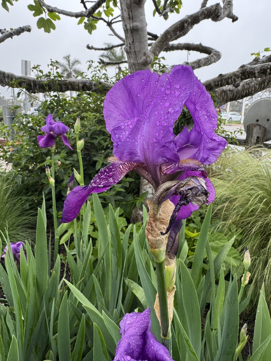 #SpringFlowers #PurpleFlowers #Spring2025