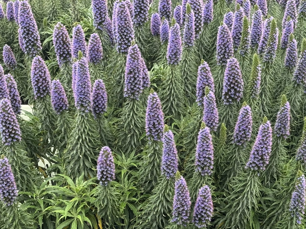 NetZeroCafe's tweet photo. #SpringFlowers #PurpleFlowers #Spring2025 https://t.co/4HhE11h5hX